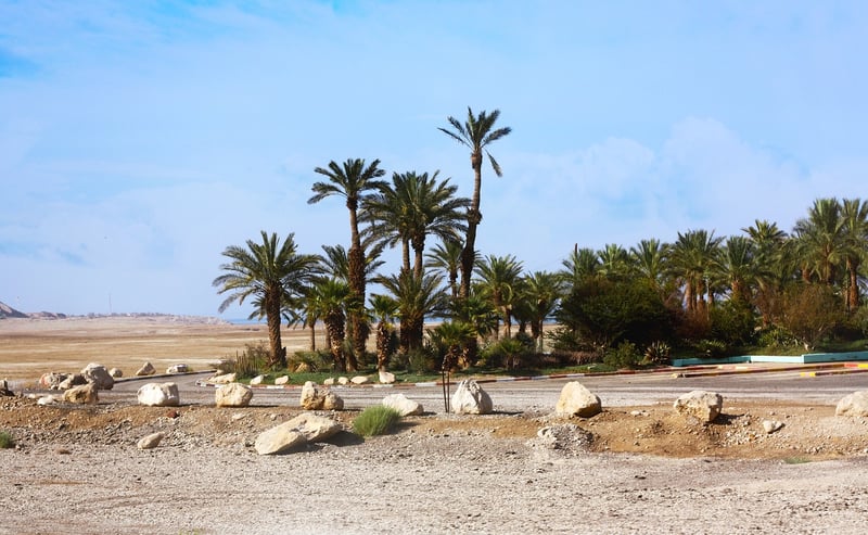 Desert Oasis